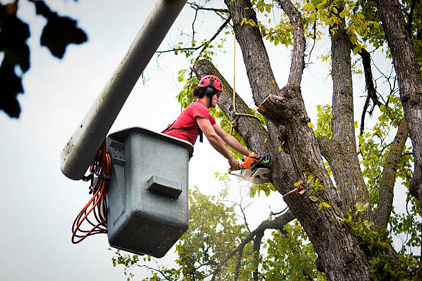 Trusted Garden View, PA Tree Services Experts